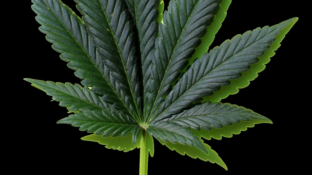 From Taboo to Mainstream: Exploring the Green Revolution of Marijuana