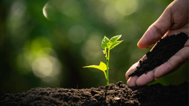 Going Green: Nurturing Your Garden with Organic Soils and Fertilizers
