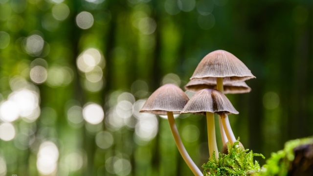 From Spores to Harvest: Unveiling the Art of Mushroom Cultivation