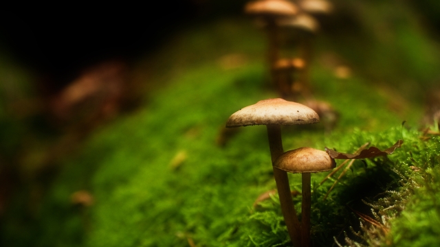 The Fungi Frontier: Unleashing the Magic of Mushroom Growing