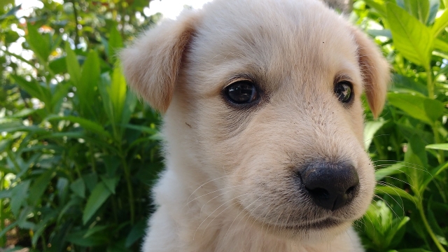 Paws and Whiskers: The Heartfelt Bond Between Pets and Their Humans