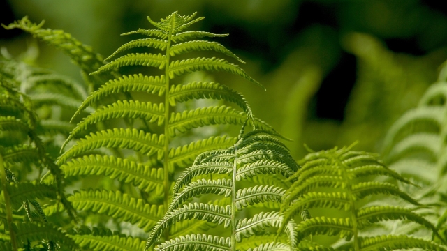 Introduction to Plant Tissue Culture