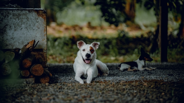 Essential Nutritional Needs of Doodle Puppies