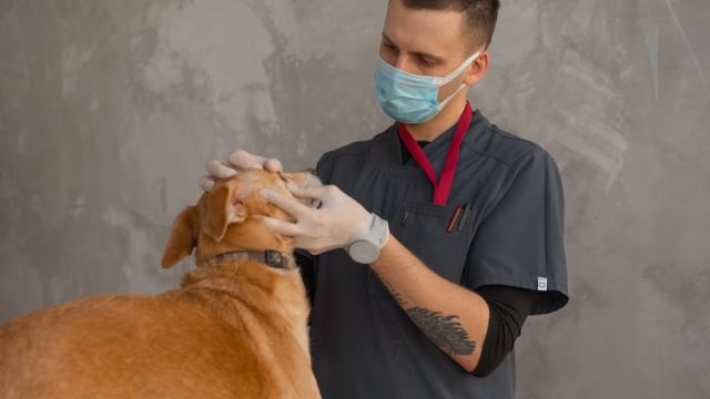 Common Health Issues Faced by Dogs in Canada