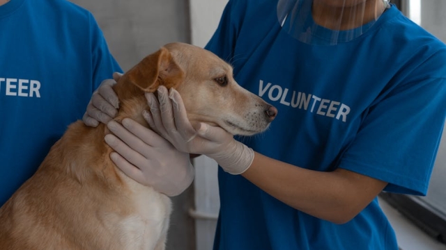 Top Rated Dog Trainers in Houston Finding qualified